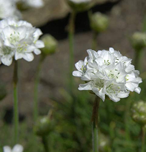 Strandnelke Alba - Armeria maritima - Gartenpflanze von Baumschule