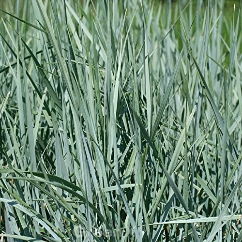 Strandroggen Blue Dune - Leymus arenarius - Gartenpflanze von Baumschule