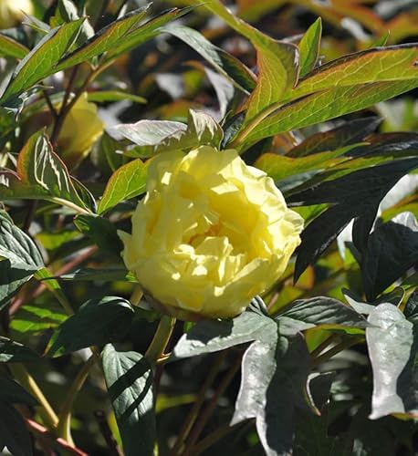 Strauchpfingstrose Gelb - Paeonia suffruticosa - Gartenpflanze von Baumschule