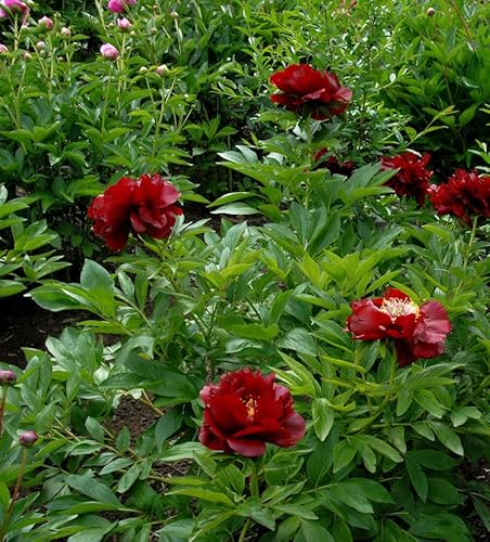 Strauchpfingstrose Rot - Paeonia suffruticosa - Gartenpflanze von Baumschule