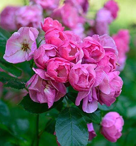 Strauchrose Angela 30-60cm - Gartenpflanze von Baumschule