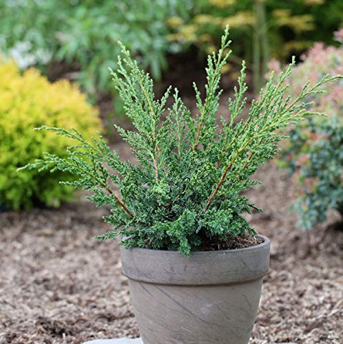 Strauchwacholder Blaauw 20-25cm - Juniperus chinensis - Gartenpflanze von Baumschule