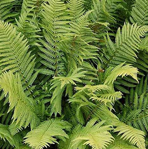 Straußenfarn - großer Topf - Matteuccia struthiopteris - Gartenpflanze von Baumschule