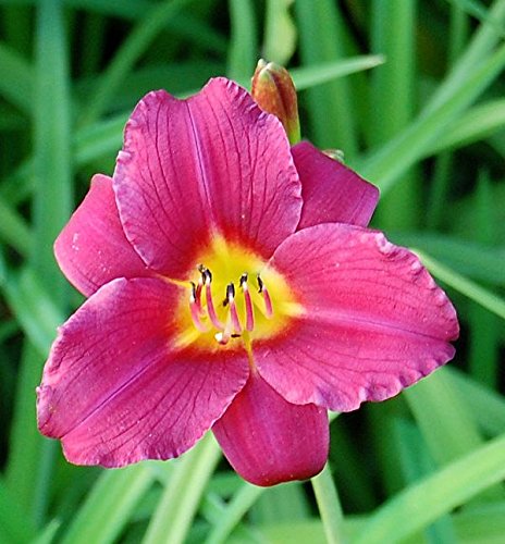 Taglilie Pardon Me - Hemerocallis - Gartenpflanze von Baumschule