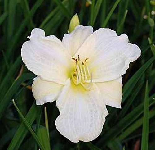 Taglilie White Temptation - Hemerocallis - Gartenpflanze von Baumschule