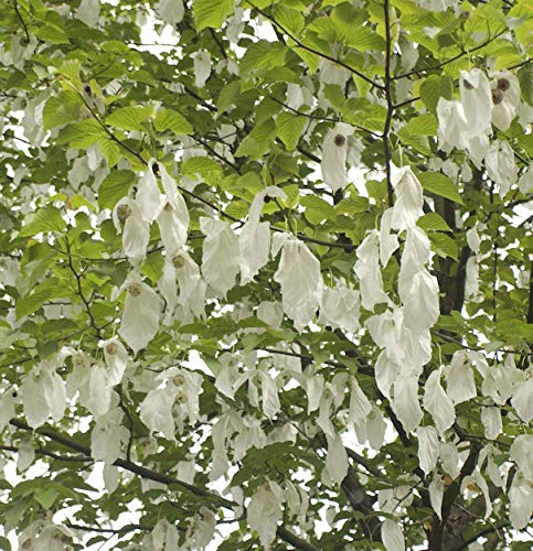 Taubenbaum Taschentuchbaum 60-80cm - Davidia involucrata vilmoriniana - Gartenpflanze von Baumschule