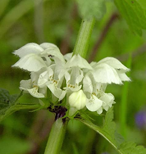 Taubnessel - Lamium album - Gartenpflanze von Baumschule