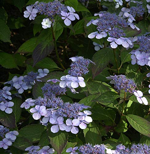 Teller Hortensie Bluebird 30-40cm - Hydrangea serrata - Gartenpflanze von Baumschule