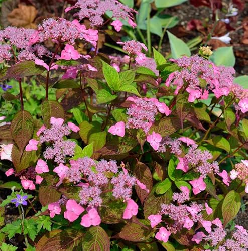 Teller Hortensie Daredevil 20-30cm - Hydrangea serrata von Baumschule