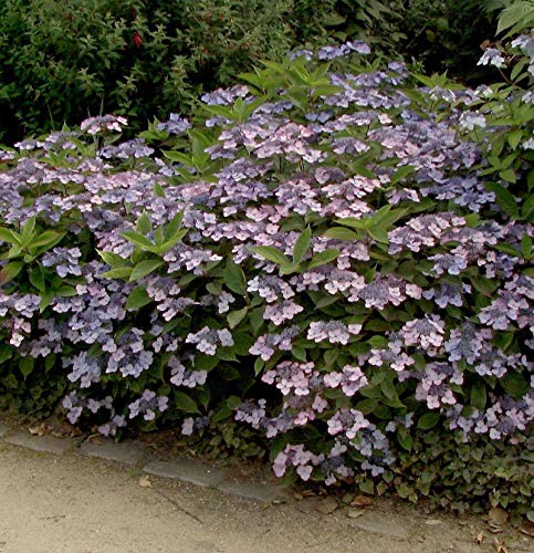 Teller Hortensie Koreana 25-30cm - Hydrangea serrata - Gartenpflanze von Baumschule