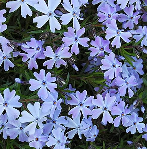 Teppich Phlox Emerald Cushion Blue - Phlox subulata - Gartenpflanze von Baumschule