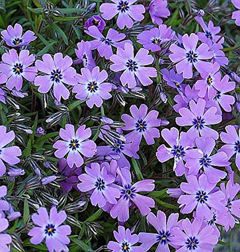 Teppich Phlox Purple Beauty - Phlox subulata - Gartenpflanze von Baumschule