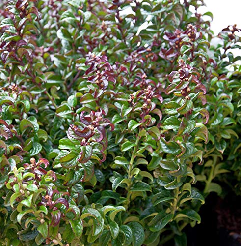 Traubenheide Makijaz 20-25cm - Leucothoe fontanesiana - Gartenpflanze von Baumschule