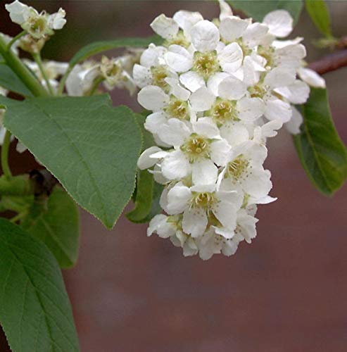 Traubenkirsche 60-80cm - Prunus padus - Gartenpflanze von Baumschule