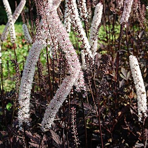 Traubensilberkerze Pink Spike - Cimicifuga ramosa - Gartenpflanze von Baumschule