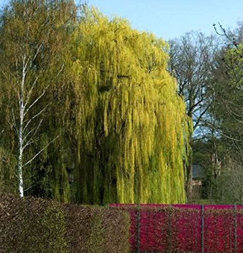 Trauerweide 100-125cm - Salix alba - Gartenpflanze von Baumschule