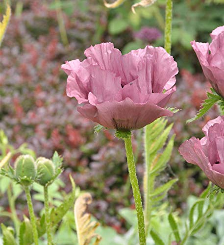 Türkischer Mohn Patty's Plum - Papaver orientale - Gartenpflanze von Baumschule