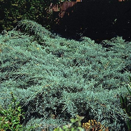 Virginischer Wacholder Grey Owl 40-60cm - Juniperus virginiana - Gartenpflanze von Baumschule