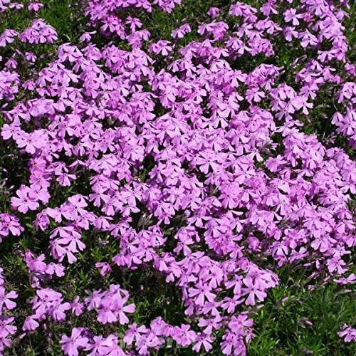 Vorsommer Plox Bill Baker - Phlox glaberrima - Gartenpflanze von Baumschule