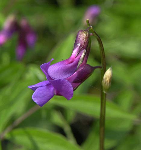 Wald Wicke - Lathyrus vernus - Gartenpflanze von Baumschule