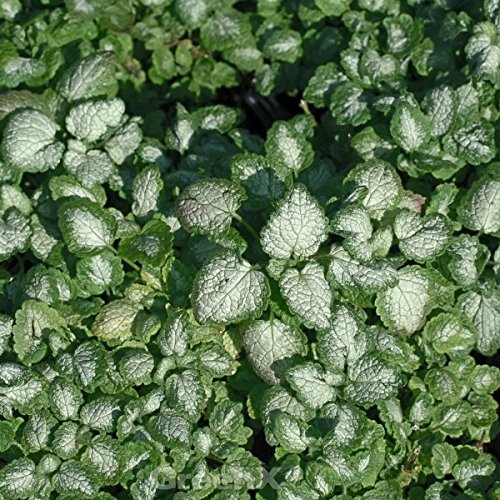 Waldnessel Red Nancy - Lamium maculatum - Gartenpflanze von Baumschule