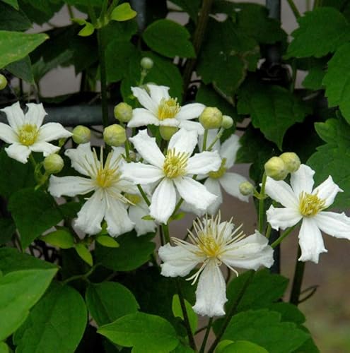 Waldrebe Summer Snow 60-80cm - Clematis Waldrebe Summer Snow 60-80cm - Clematis von Baumschule