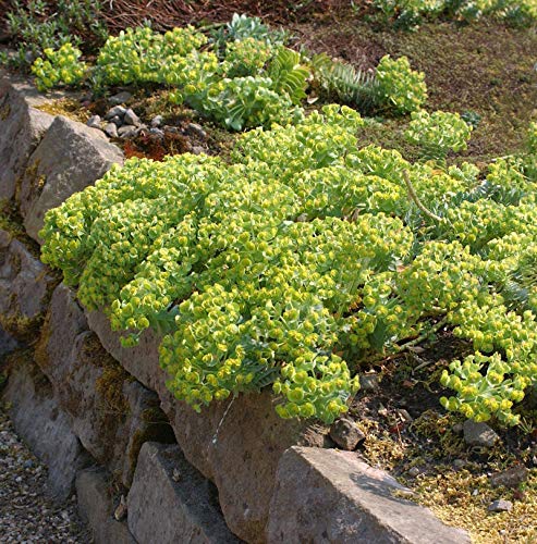 Walzen Wolfsmilch - Euphorbia myrsinites - Gartenpflanze von Baumschule