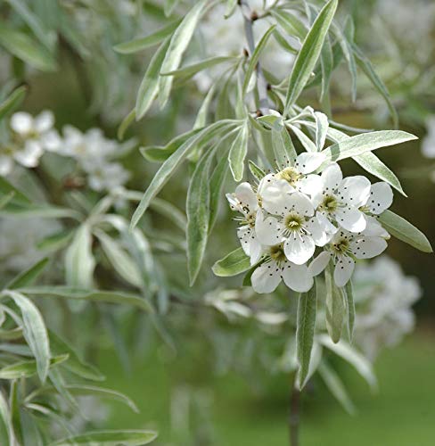 Weidenblättrige Birne 80-100cm - Pyrus salicifolia - Gartenpflanze von Baumschule