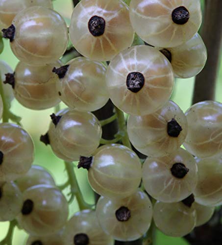 Weiße Johannisbeere Weiße Versailler 30-40cm - Ribes nigrum - Gartenpflanze von Baumschule