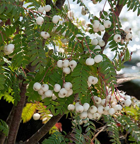 Weiße Zwerg Eberesche 60-80cm - Sorbus koehneana - Gartenpflanze von Baumschule