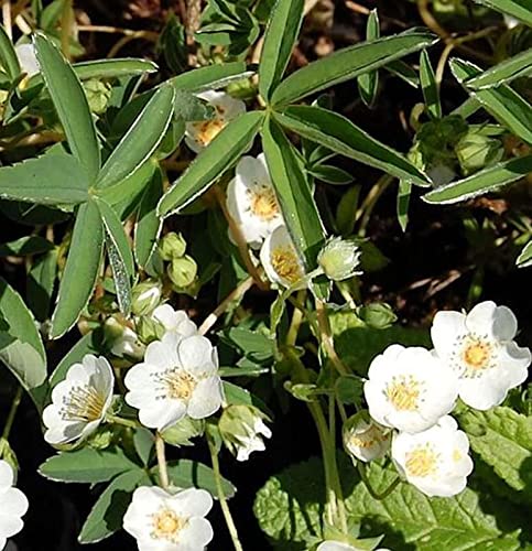 Weißes Fingerkraut - Potentilla alba - Gartenpflanze von Baumschule
