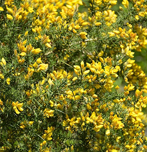 Westlicher Stechginster 20-30cm - Ulex gallii - Gartenpflanze von Baumschule