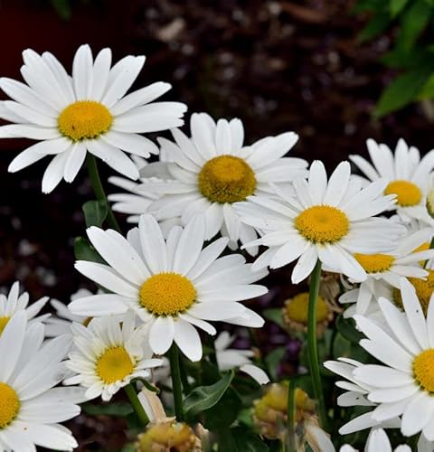 Wiesen Margerite Madonna - großer Topf - Leucanthemum maximum - Gartenpflanze von Baumschule