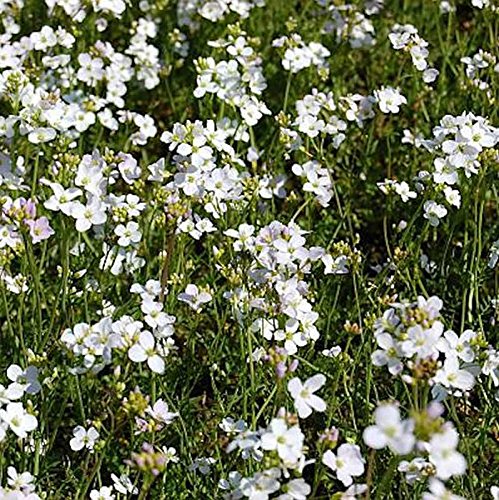 Wiesen Schaumkraut - Cardamine pratensis - Gartenpflanze von Baumschule