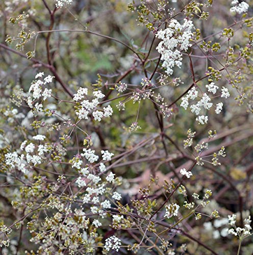 Wiesenkerbel Ravenswing - Anthriscus sylvestris - Gartenpflanze von Baumschule