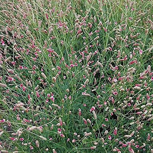 Wiesenknopf Pink Tanna - Sanguisorba officinalis - Gartenpflanze von Baumschule