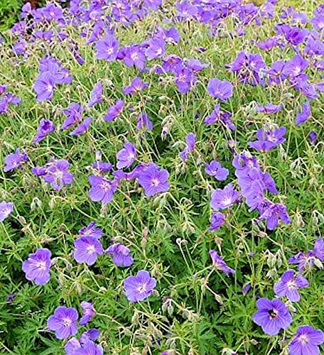 Wiesenstorchschnabel Orion - Geranium pratense - Gartenpflanze von Baumschule