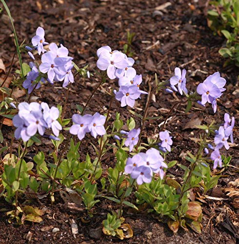 Wilder Phlox Blue Ridge - Phlox stolonifera - Gartenpflanze von Baumschule