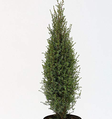 Wildwacholder Arnold 80-100cm - Juniperus communis - Gartenpflanze von Baumschule