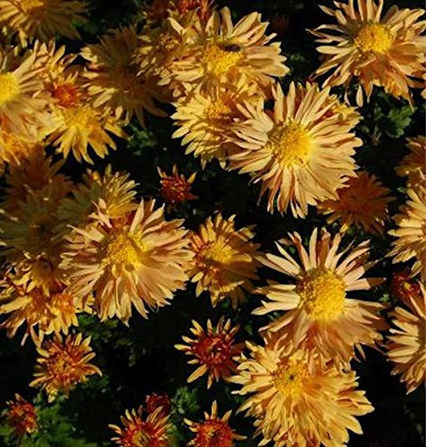 Winteraster Herbstreigen - Chrysanthemum hortorum - Gartenpflanze von Baumschule