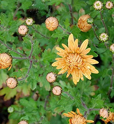 Winteraster Kleiner Bernstein - Chrysanthemum hortorum - Gartenpflanze von Baumschule