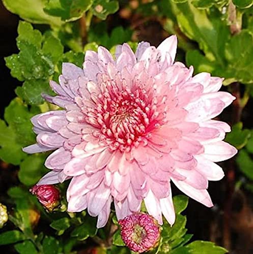 Winteraster Orchid Helen - Chrysanthemum hortorum - Gartenpflanze von Baumschule