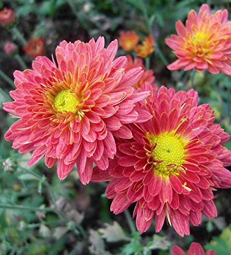 Winteraster Oury - Chrysanthemum hortorum - Gartenpflanze von Baumschule