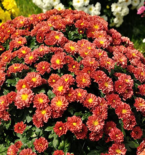 Winteraster Red Velvet - Chrysanthemum hortorum - Gartenpflanze von Baumschule