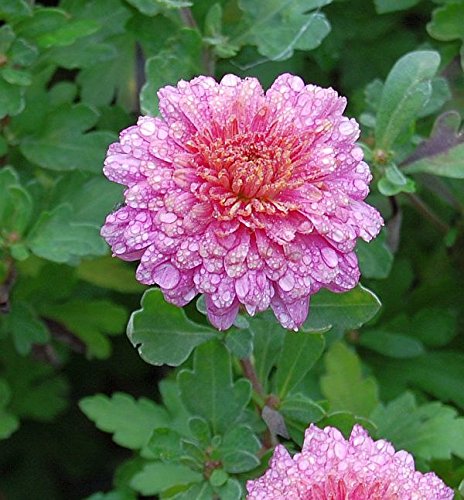 Winteraster Schloßtaverne - Chrysanthemum Indicum Winteraster Schloßtaverne - Chrysanthemum Indicum von Zewool