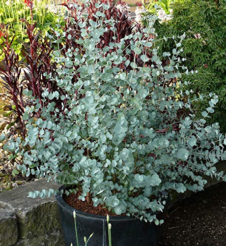 Winterharter Eukalyptus Azura 60-80cm - Eucalyptus gunnii - Gartenpflanze von Baumschule