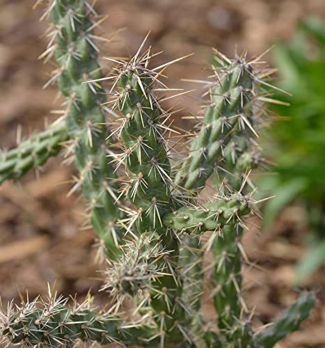 Winterharter Feigenkaktus - Opuntia imbricata - Gartenpflanze von Baumschule