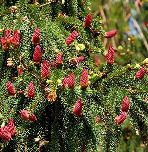 Zapfenfichte Acrocona 20-25cm - Picea abies - Gartenpflanze von Baumschule