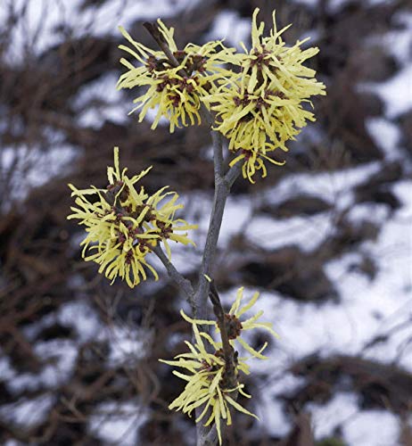 Zaubernuß Angelly 30-40cm - Hamamelis intermedia - Gartenpflanze von Baumschule