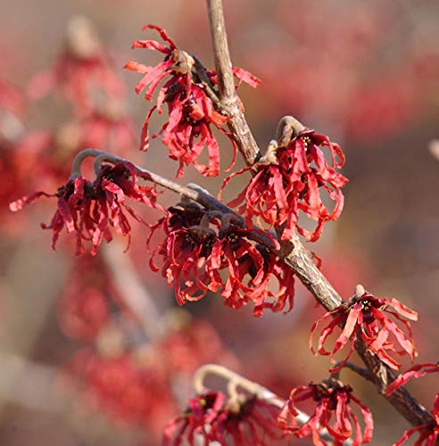 Zaubernuß Feuerzauber 30-40cm - Hamamelis intermedia - Gartenpflanze von Baumschule